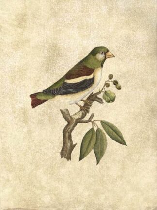 Crackled Selby Birds V