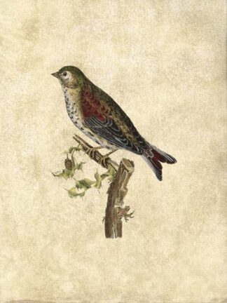 Crackled Selby Birds VI