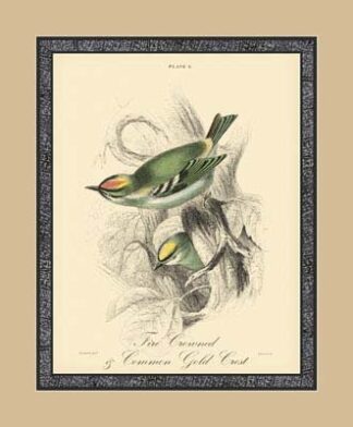 Printed Fire-Crowned Crest (A)