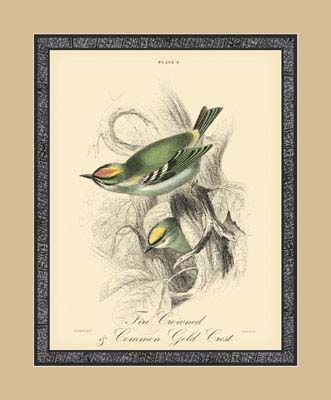 Printed Fire-Crowned Crest (A)