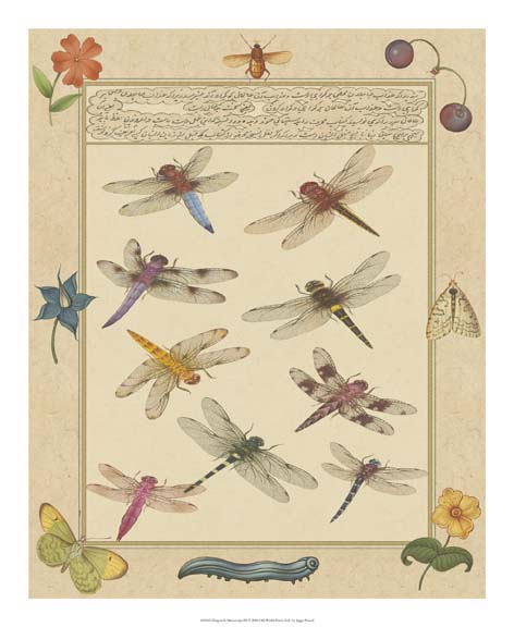 Dragonfly Manuscript III