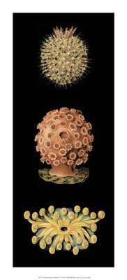 Kaleidoscope Anemone IV