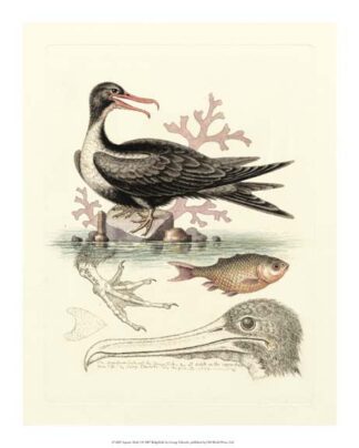 Aquatic Birds I