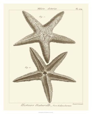 Striking Starfish I