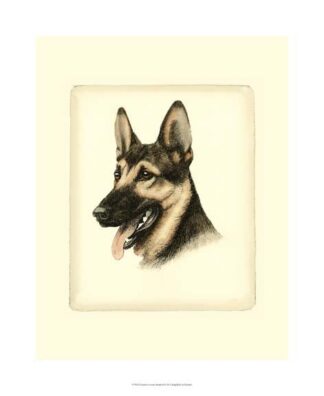 Danchin German Shepard