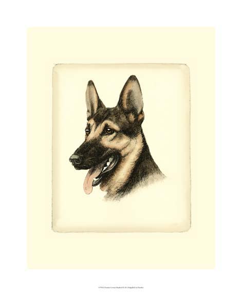 Danchin German Shepard