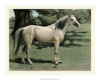 Cassell''s Horse I