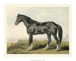 Cassell''s Horse II