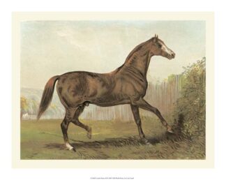 Cassell''s Horse III