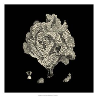 Black and Tan Coral IV