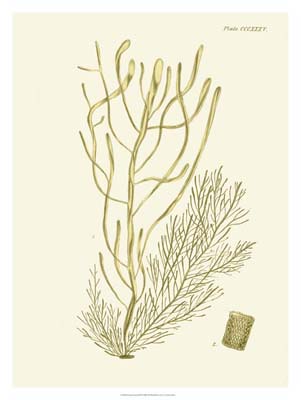 Dramatic Seaweed III