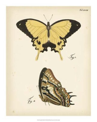 Butterfly Profile II