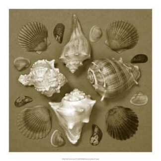 Shell Collector Series IV