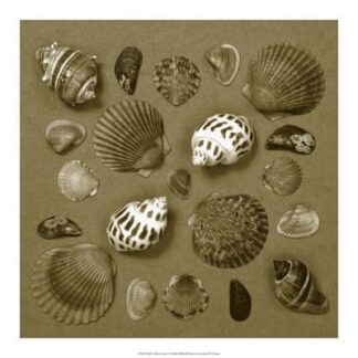 Shell Collector Series V