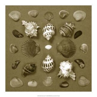 Shell Collector Series VI