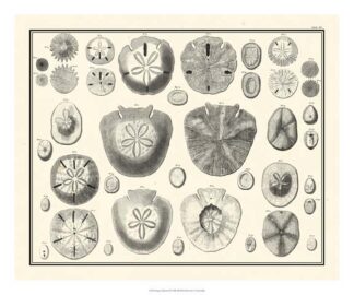 Aegean Collection II