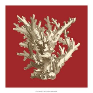 Coral on Red I