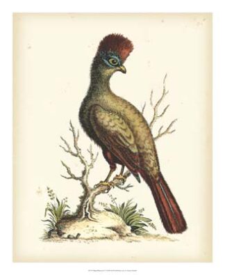 Regal Pheasants IV