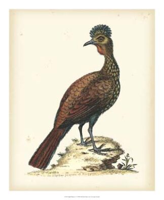 Regal Pheasants V
