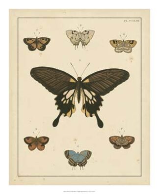Heirloom Butterflies I