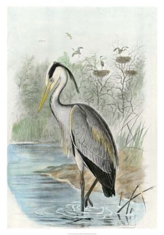 Oversize Common Heron