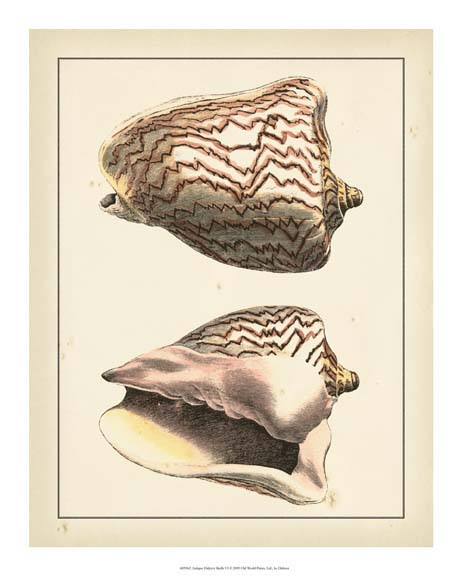 Antique Diderot Shells VI