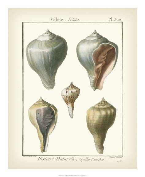 Volute Shells, Pl.390