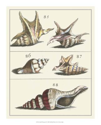 Seashell Menagerie IV