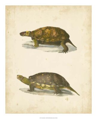 Turtle Duo I