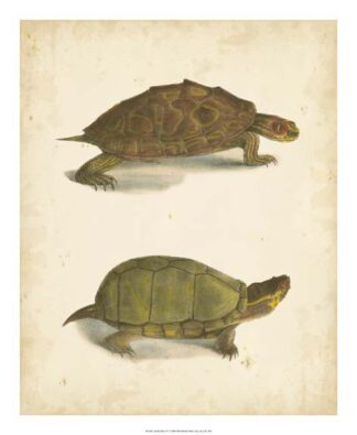 Turtle Duo IV
