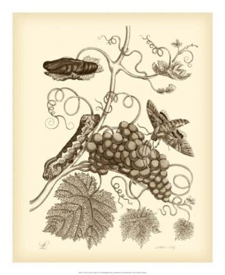 Nature Study in Sepia III