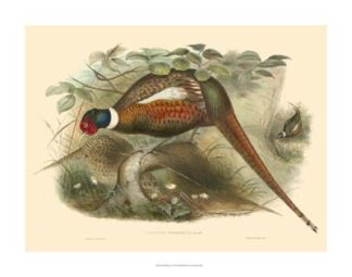 Gould Pheasants II