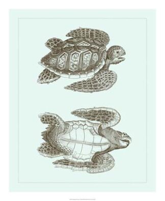 Loggerhead Turtles I