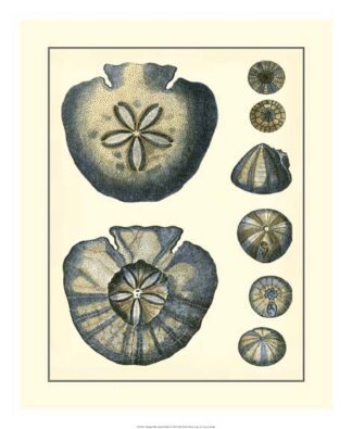 Antique Blue Sanddollar
