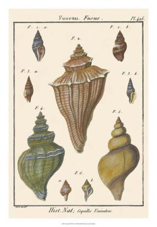 Fuseau Shell pl. 426