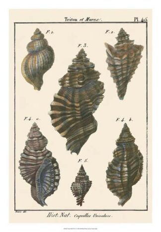 Triton Shell pl. 415