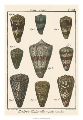 Cone Shell pl. 318
