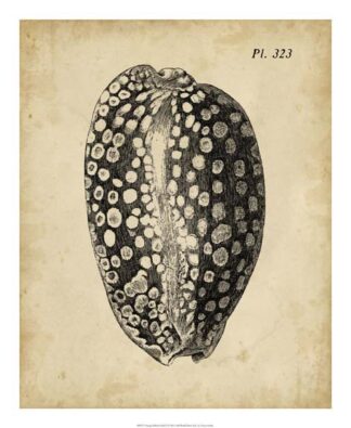 Vintage Diderot Shell II