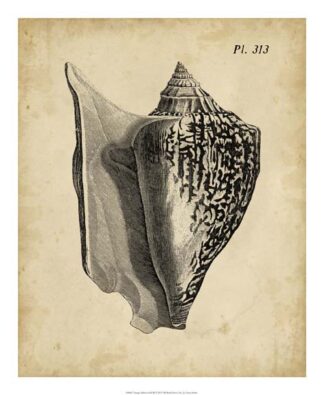 Vintage Diderot Shell III