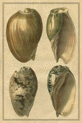 Crackled Classic Shells I