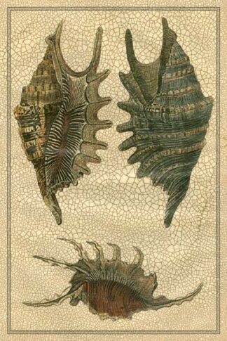 Crackled Classic Shells III