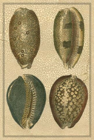 Crackled Classic Shells IV