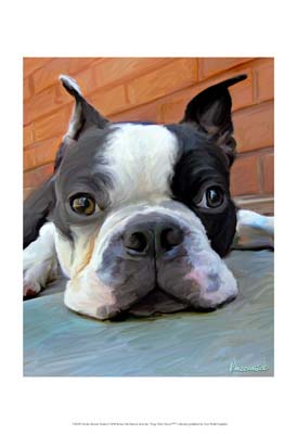 Moxley Boston Terrier