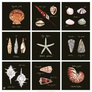 Striking Shells 9-patch