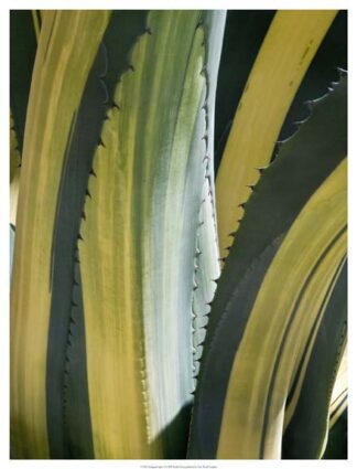 Variegated Agave I