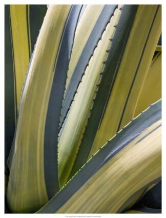 Variegated Agave II