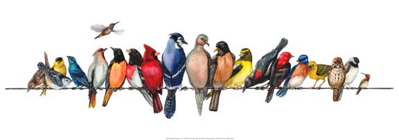 Large Bird Menagerie