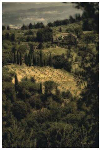 Tuscan Vineyard