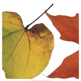 Inflorescent Leaves I