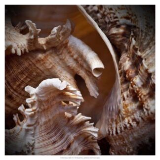 Macro Shells IV